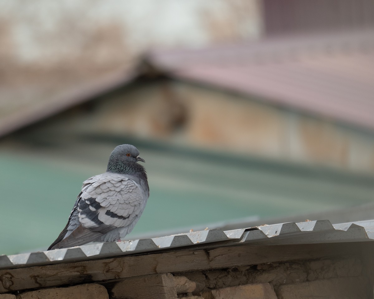 Сизый голубь (Одомашненного типа) - ML647670121