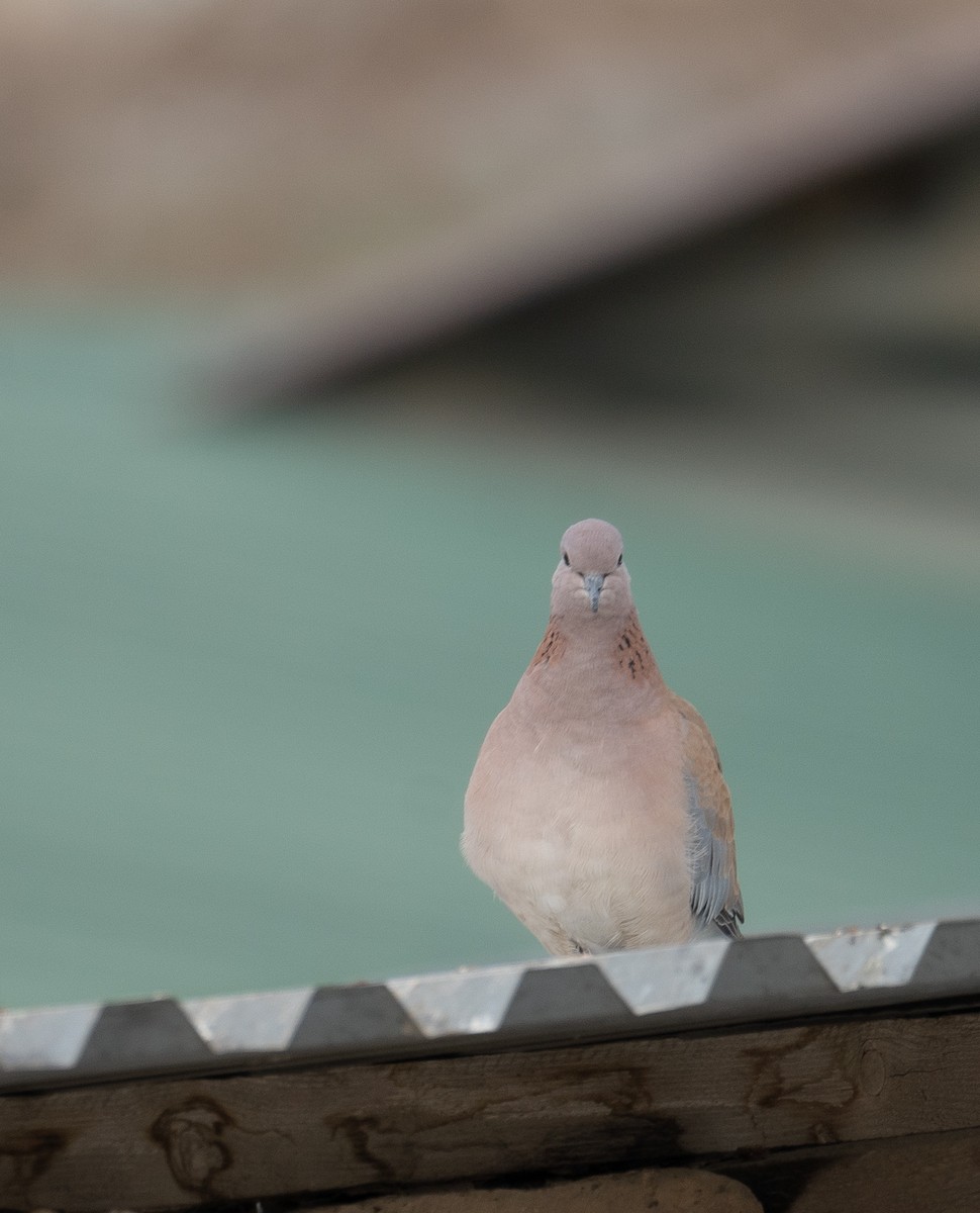 Малая горлица - ML647670122