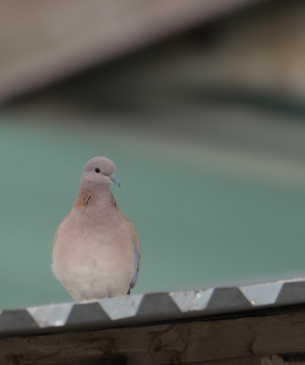 Малая горлица - ML647670123