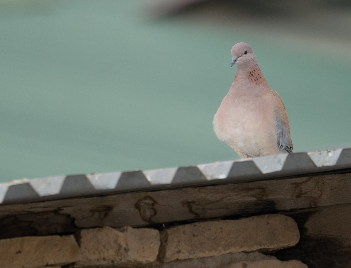 Малая горлица - ML647670124