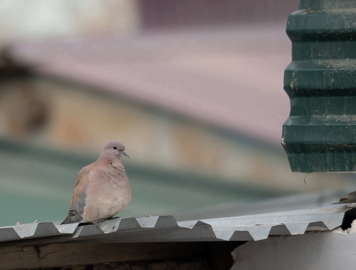 Малая горлица - ML647670125