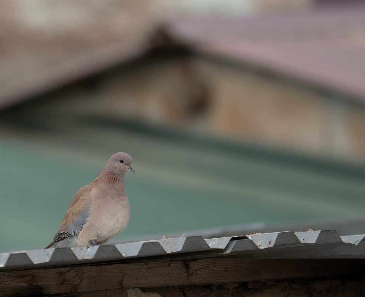 Малая горлица - ML647670126