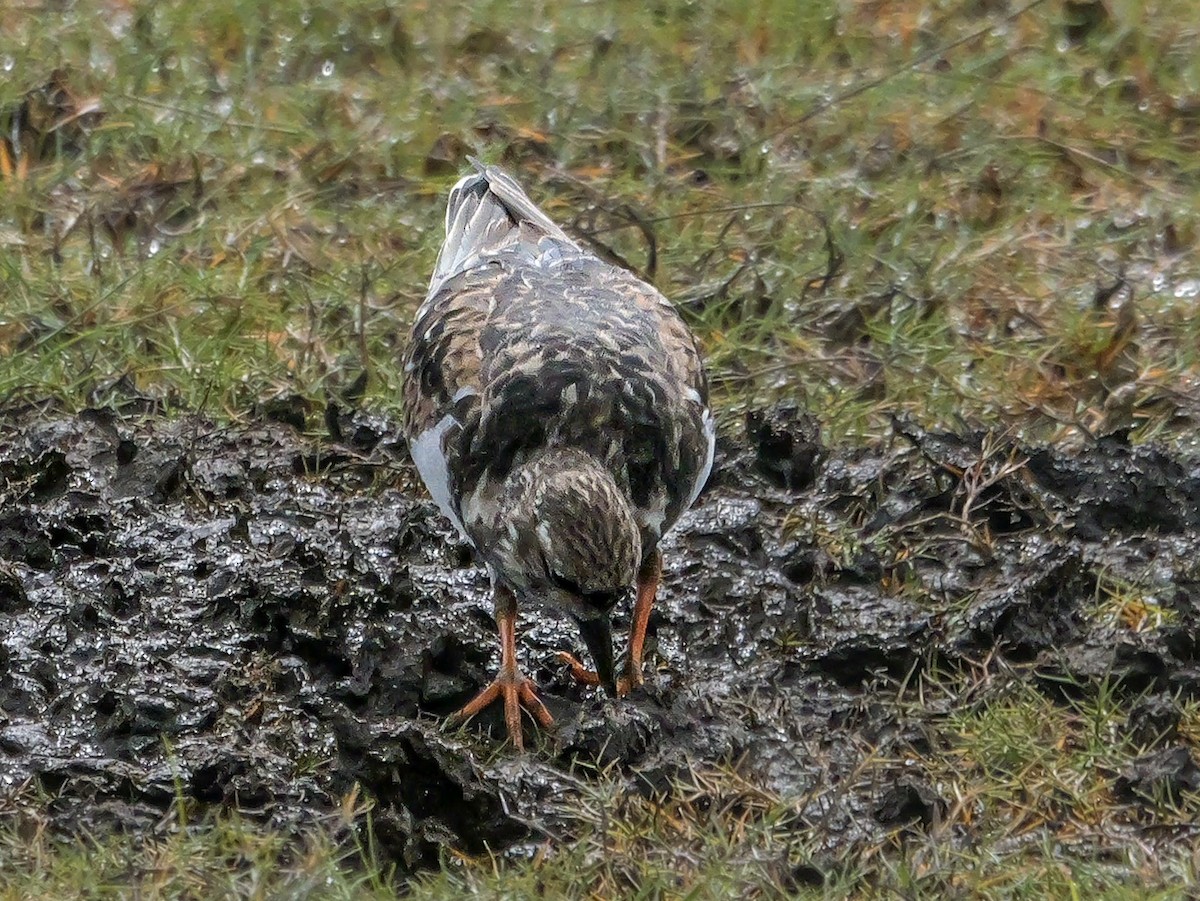 Камнешарка - ML647670129