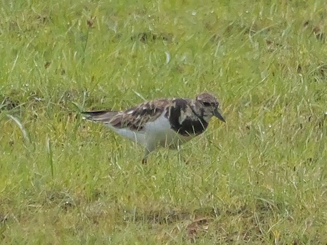 Камнешарка - ML647670130