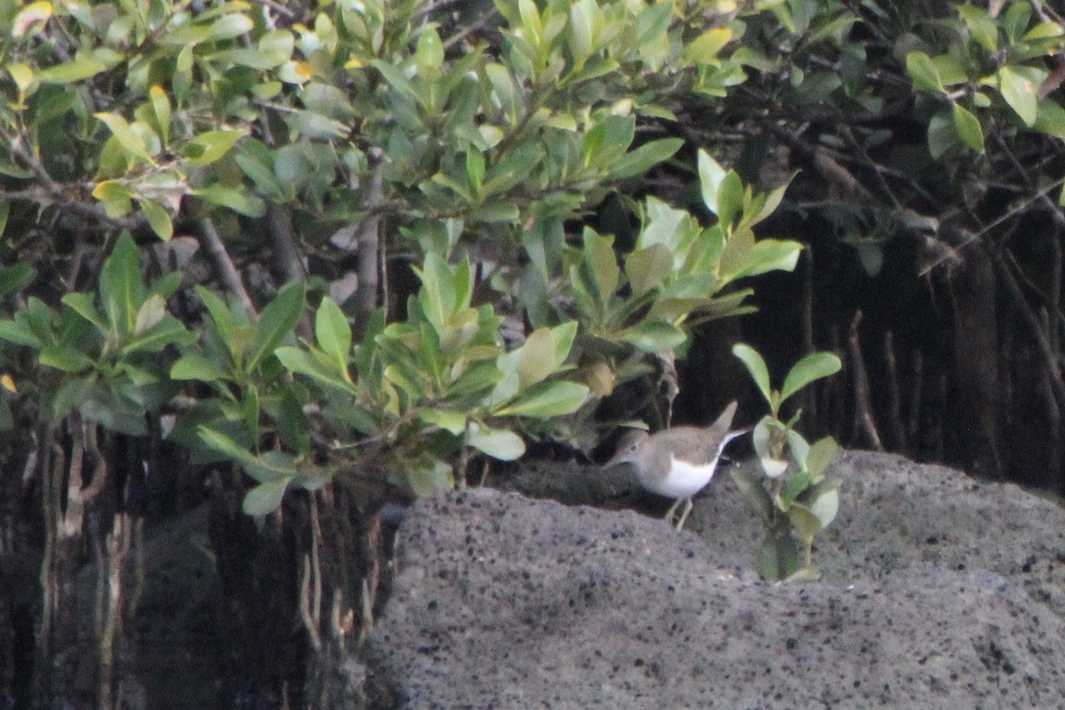 Перевозчик - ML647670131