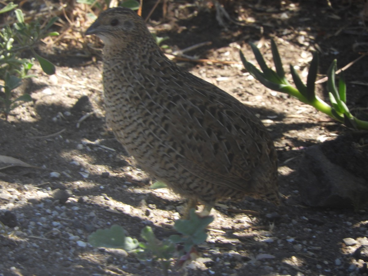 Бурый перепел - ML647670132