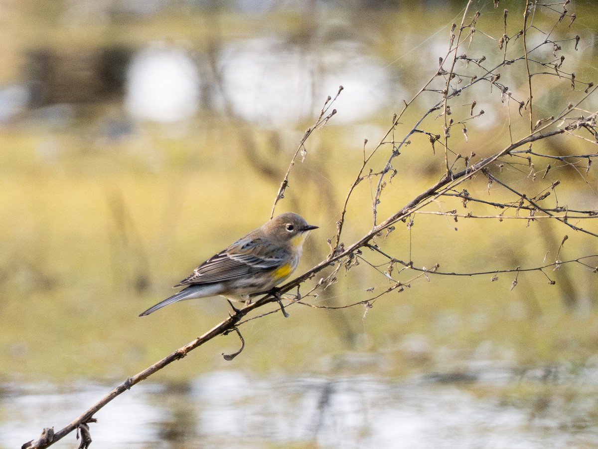 Миртовый певун - ML647670133