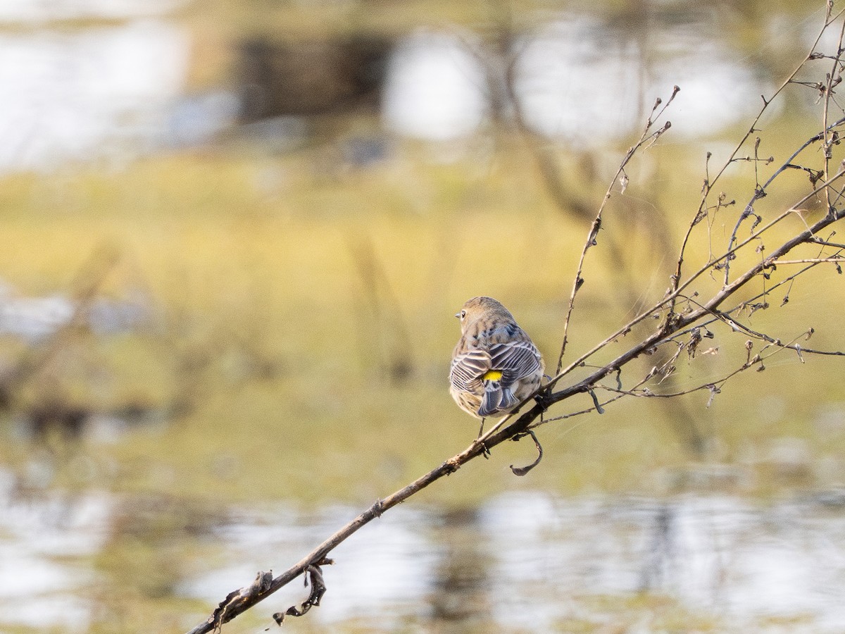 Миртовый певун - ML647670134