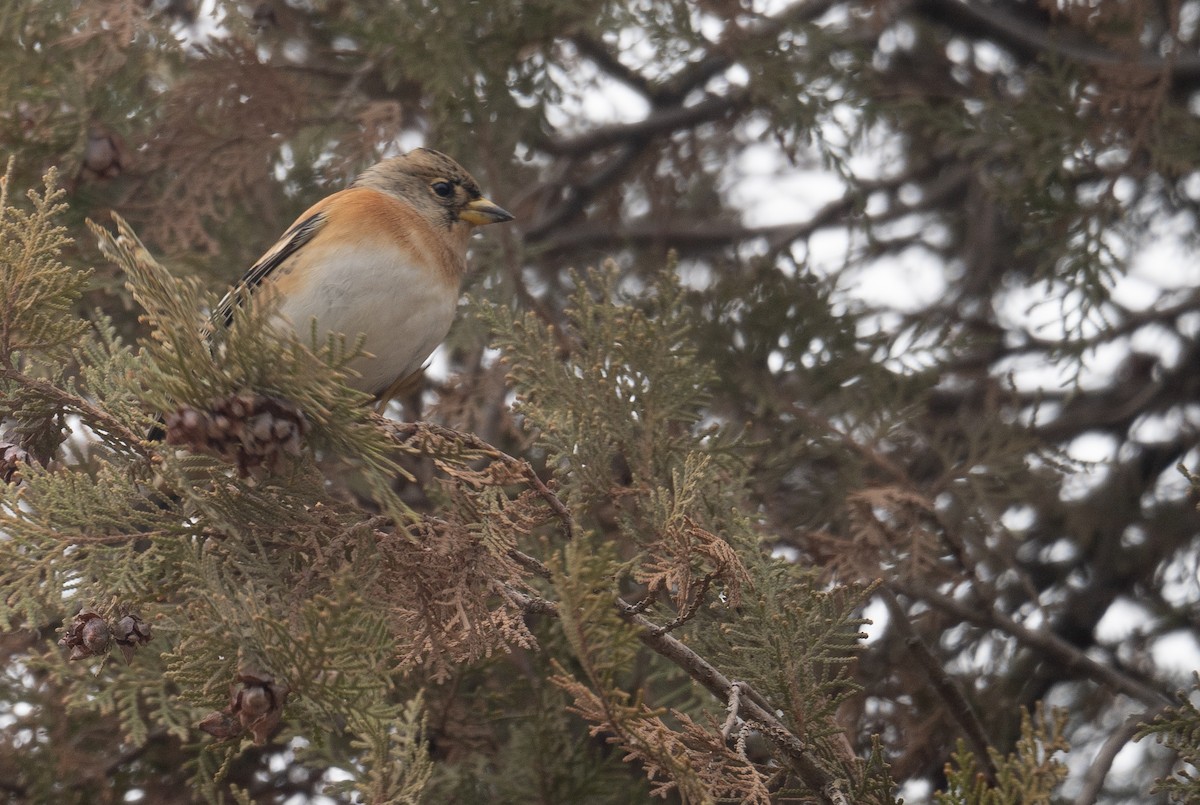 Вьюрок - ML647670135