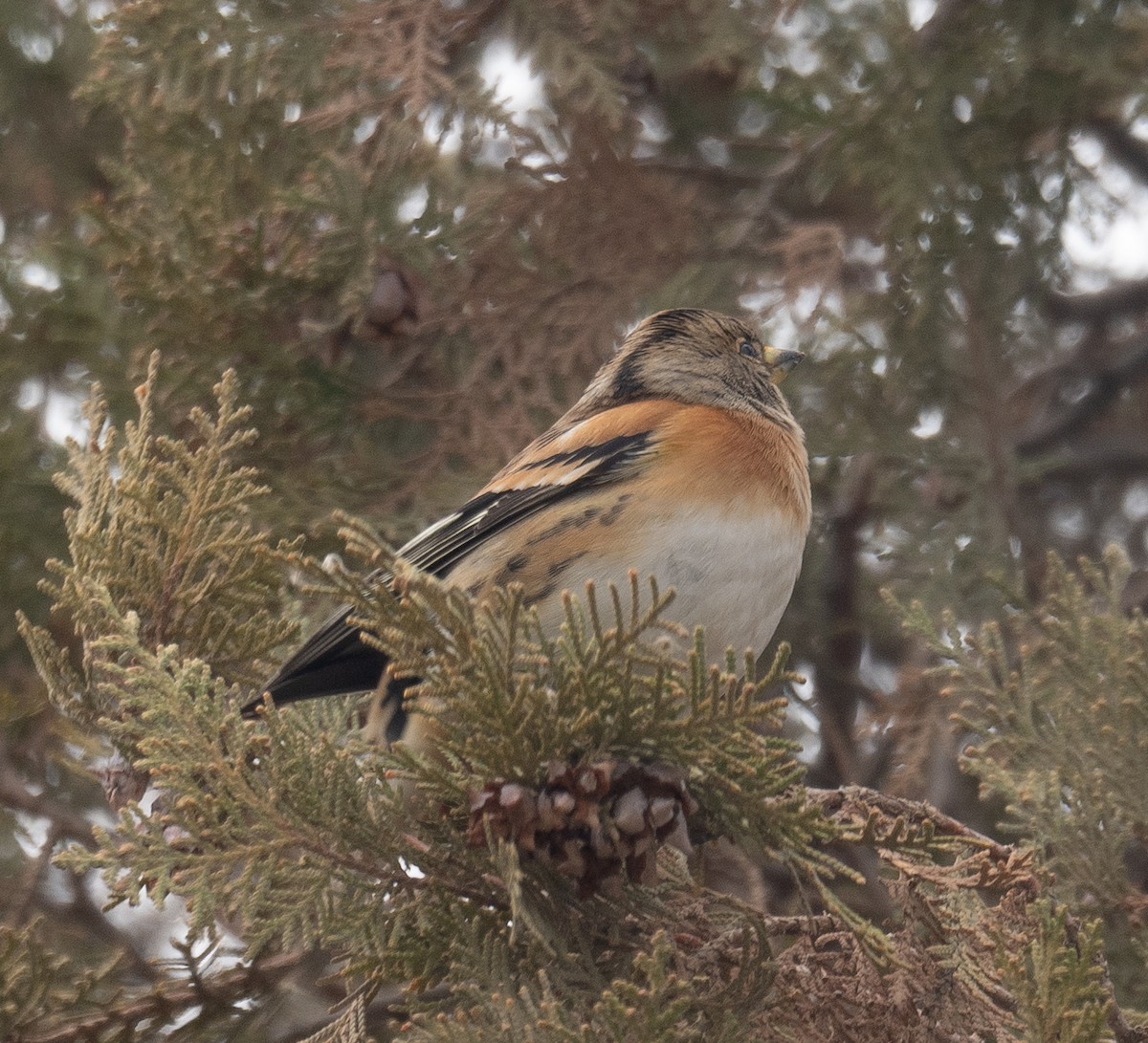 Вьюрок - ML647670136