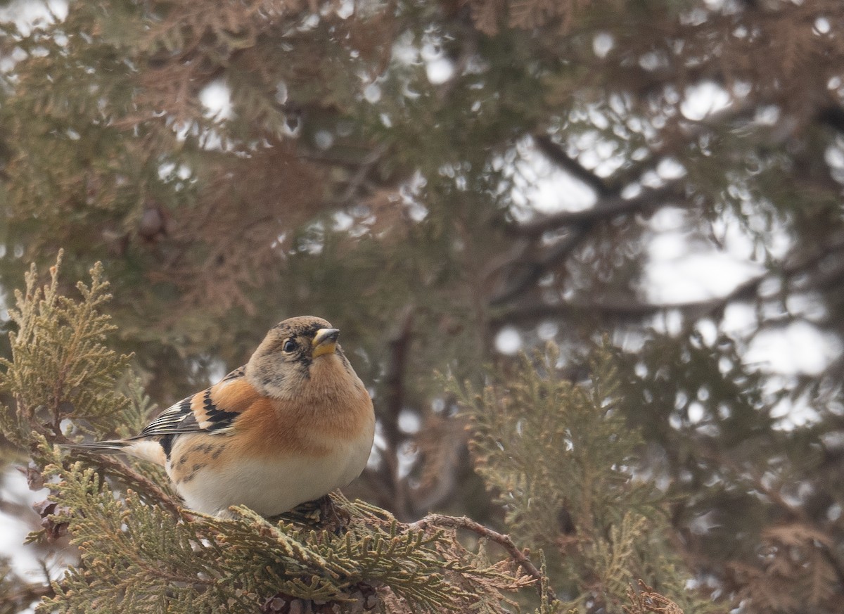 Вьюрок - ML647670137