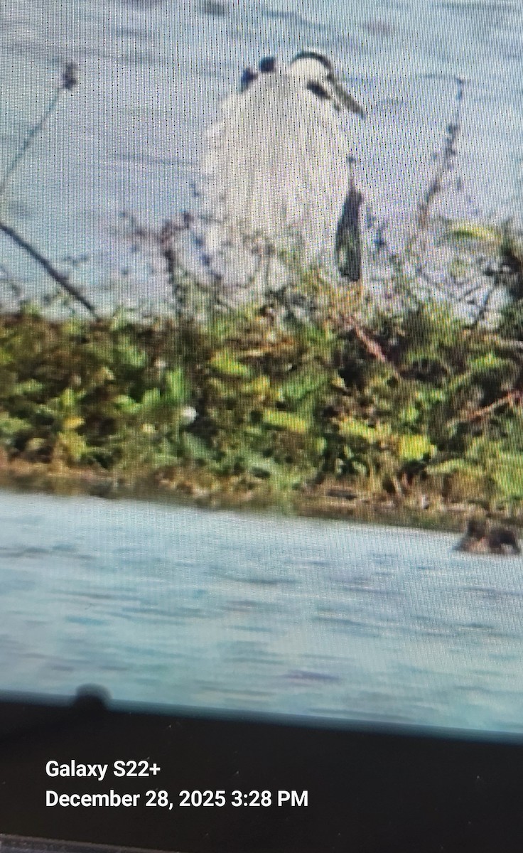 Серая цапля - ML647670139