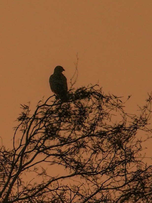 Краснохвостый канюк - ML647670140