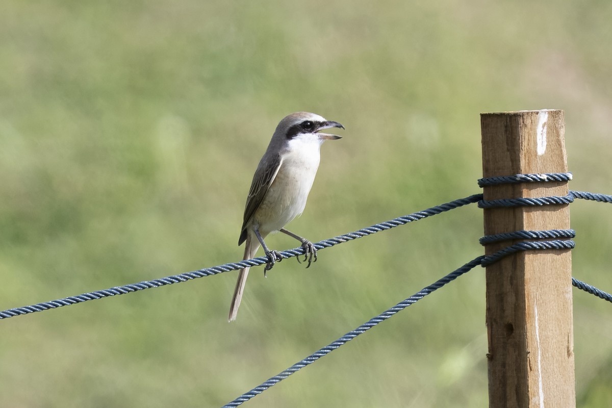 חנקן חום - ML647670157