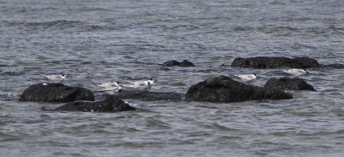 Common Tern - ML647670177