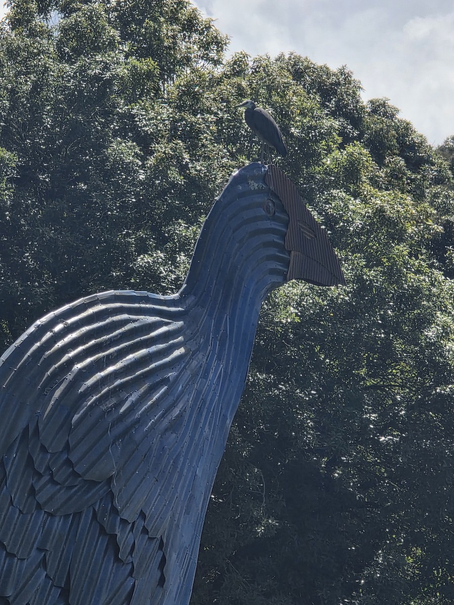 Чепура австралійська - ML647670182