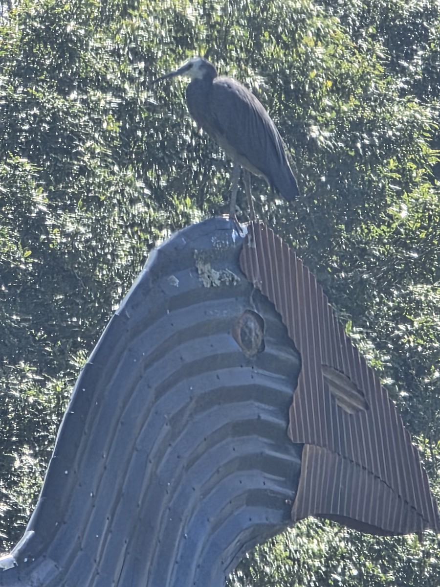 Чепура австралійська - ML647670183