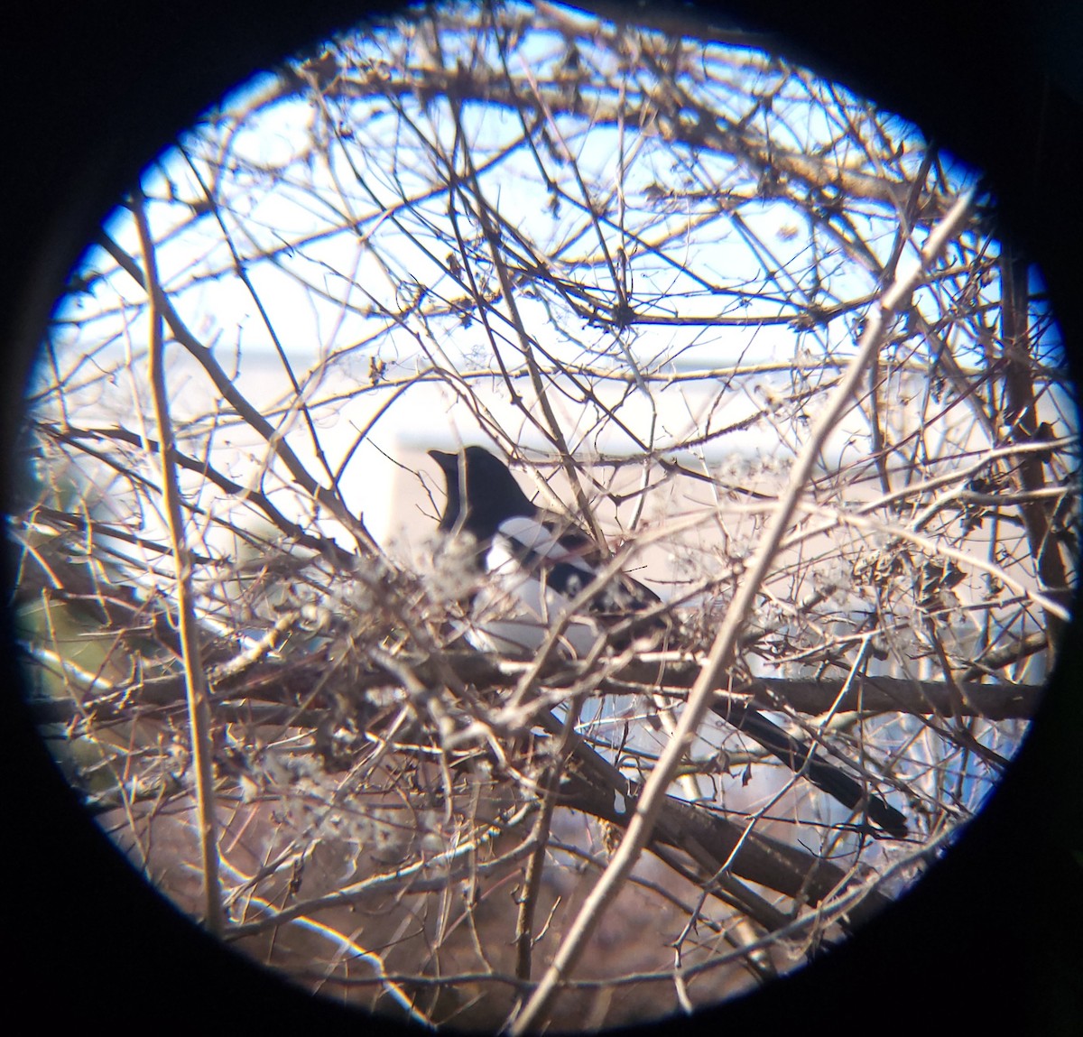 Oriental Magpie - ML647670191