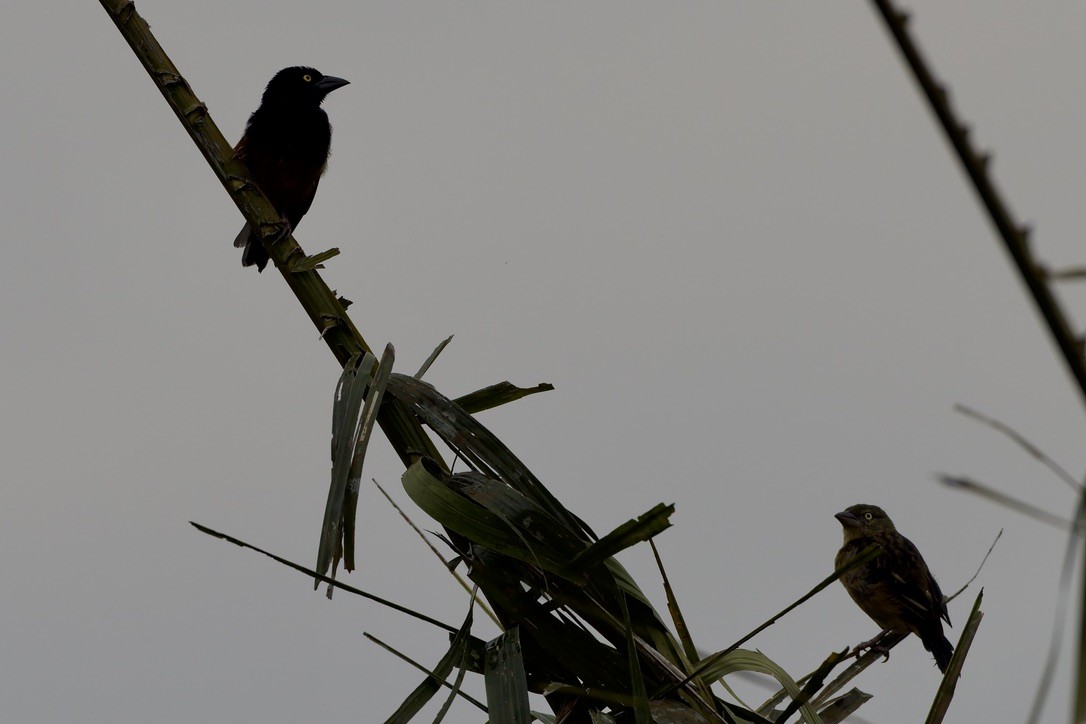 Chestnut-and-black Weaver - ML647670208