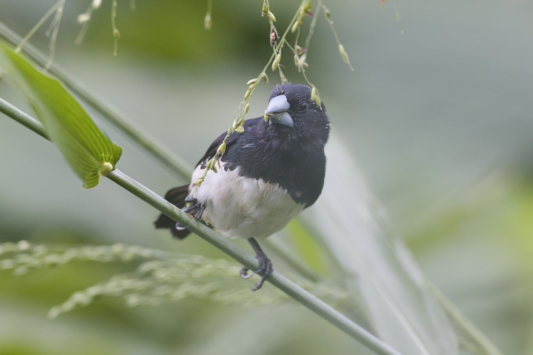 Alaca Munya - ML647670211