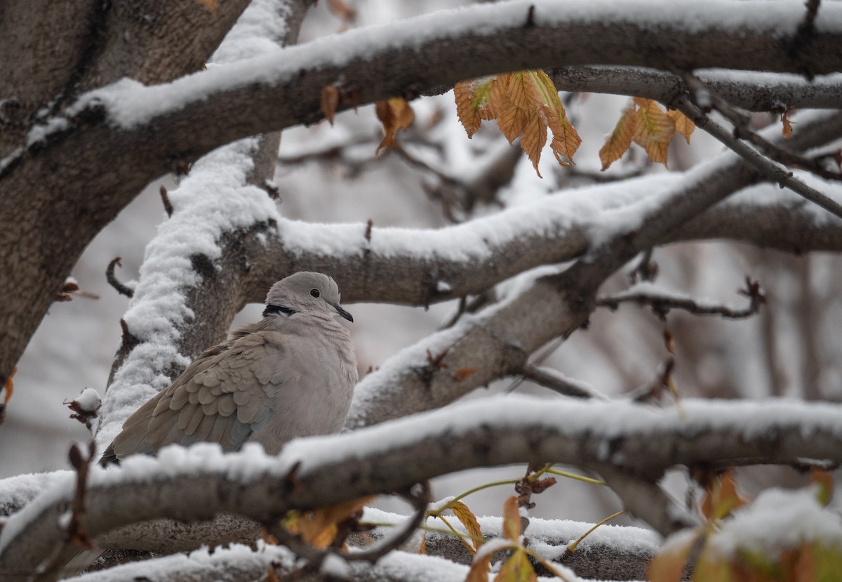 Eurasian Collared-Dove - ML647670259