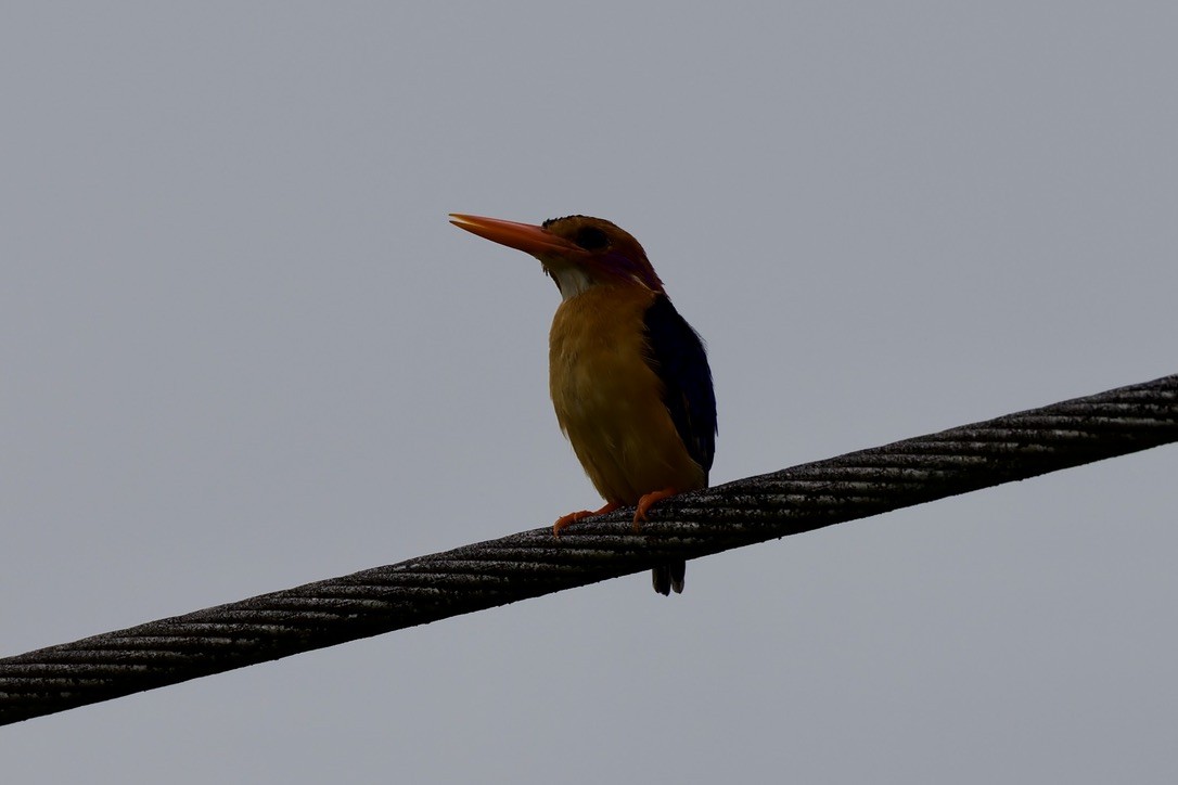 African Dwarf Kingfisher - ML647670270