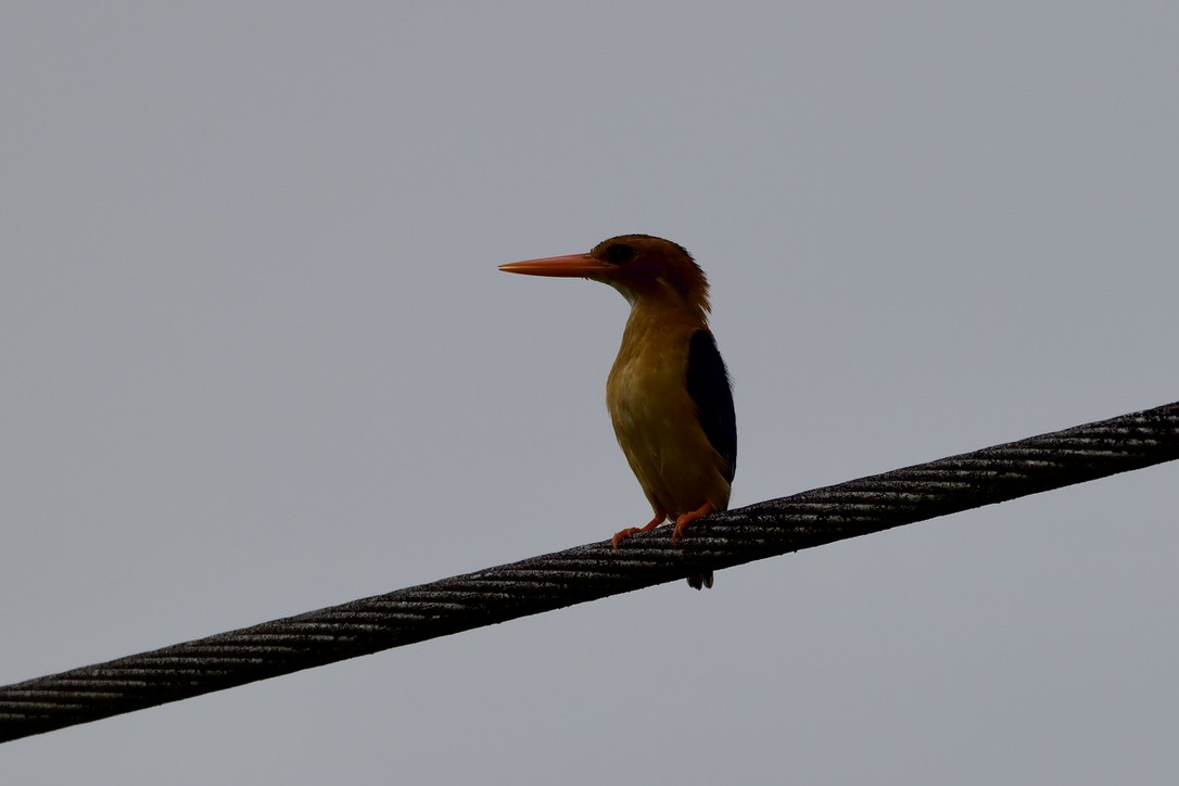 African Dwarf Kingfisher - ML647670271