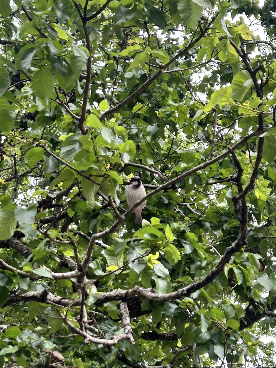 House Sparrow - ML647670273