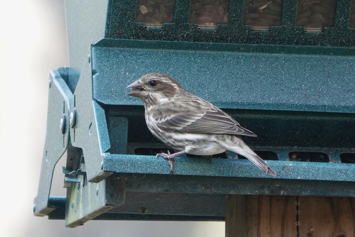 Purple Finch - ML647670274