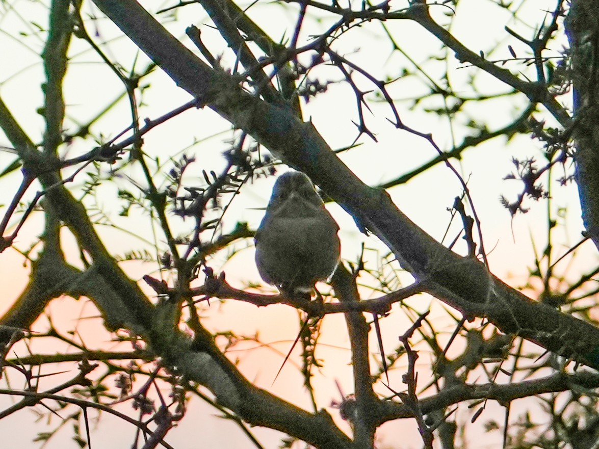 Clay-colored Sparrow - ML647670277