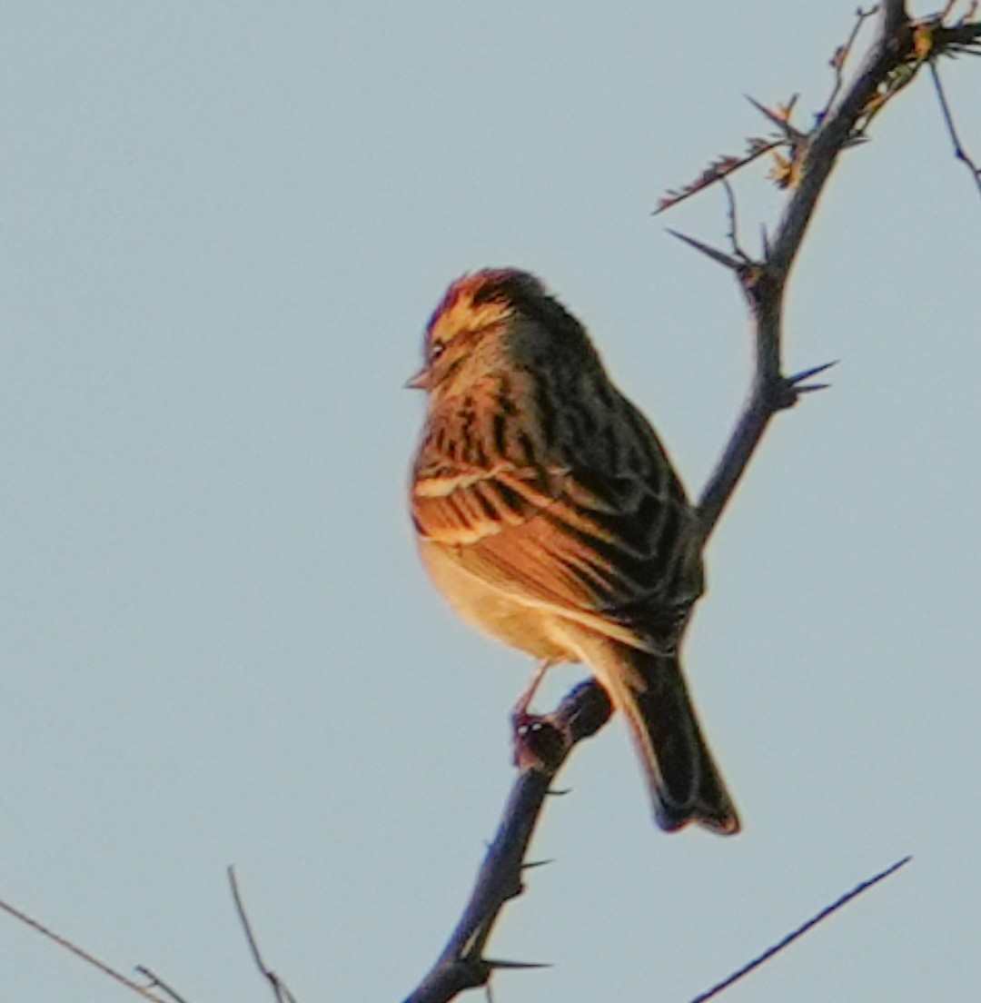 Clay-colored Sparrow - ML647670278