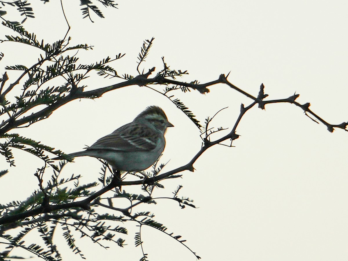 Clay-colored Sparrow - ML647670279