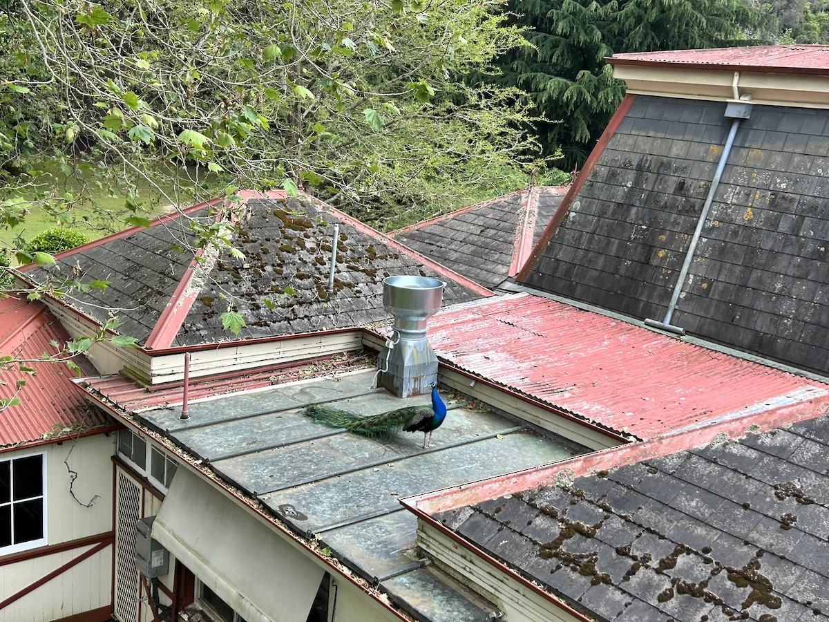 Indian Peafowl - ML647670281