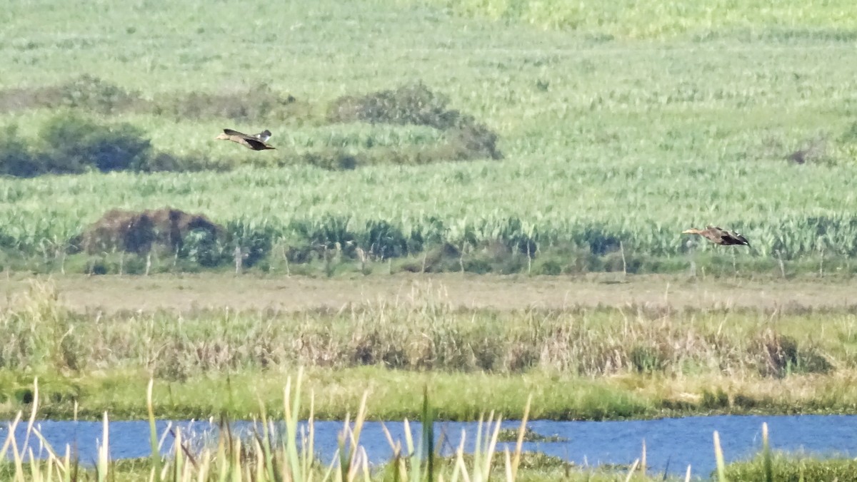 Mexican Duck - ML647670282