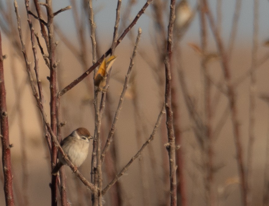 Eurasian Tree Sparrow - ML647670285