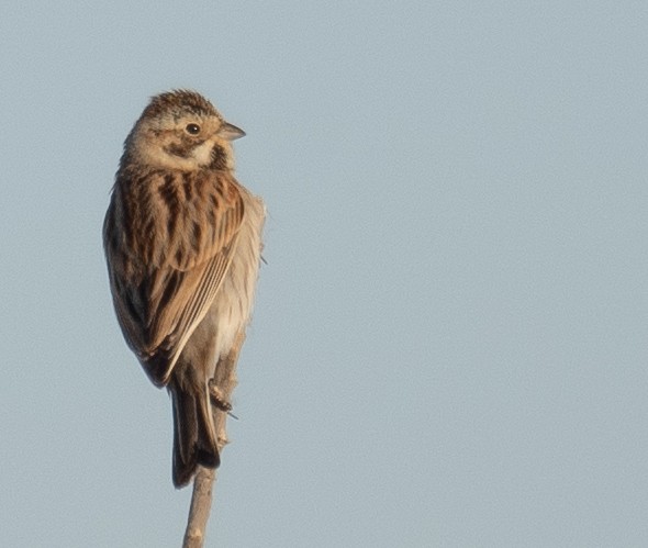 Reed Bunting - ML647670287
