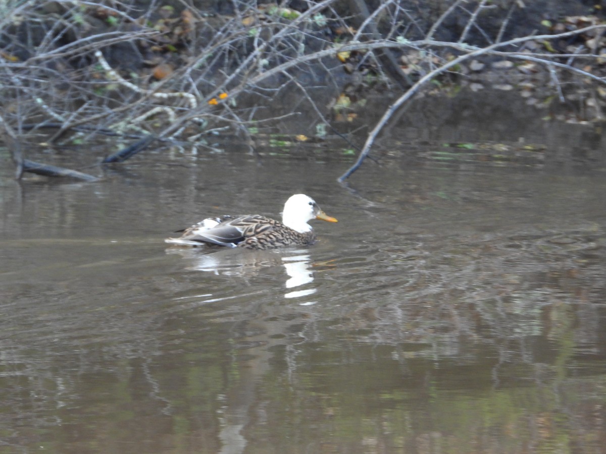 Mallard - ML647670290