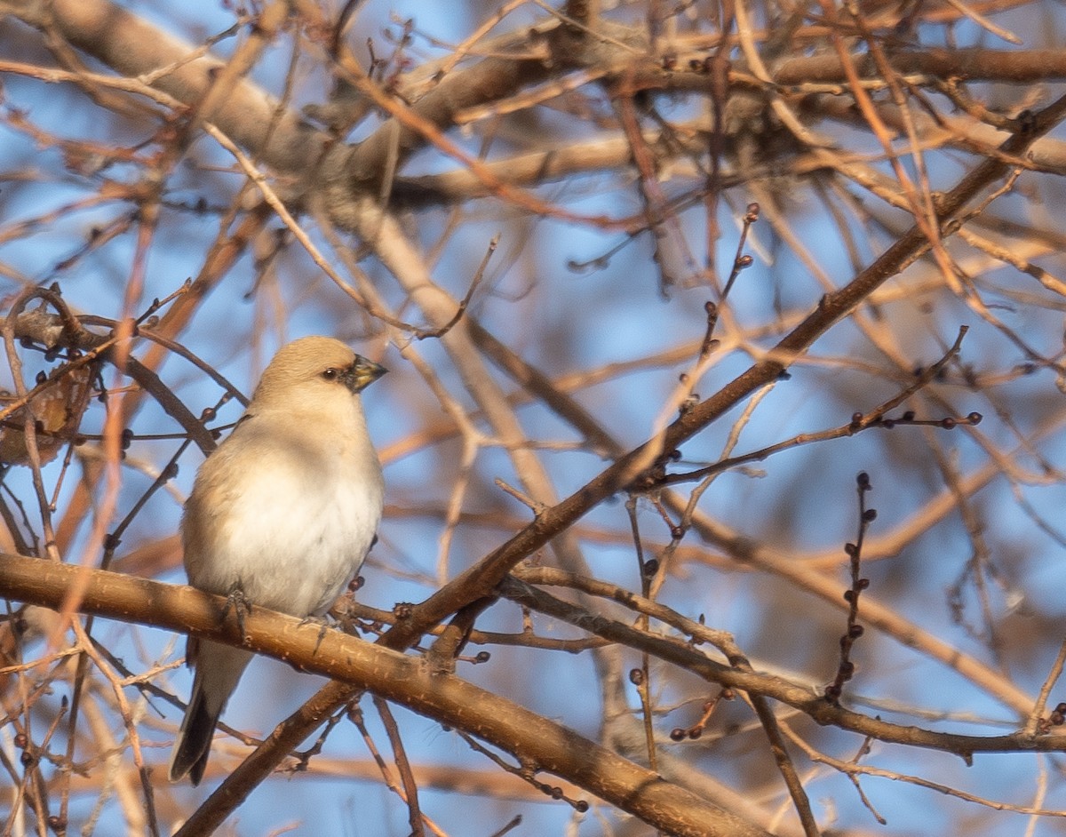 Desert Finch - ML647670291