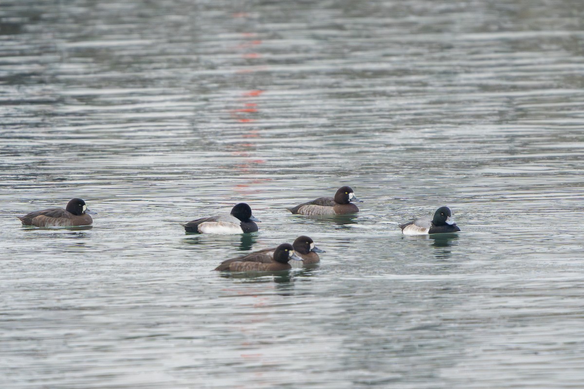 Greater Scaup - ML647670292