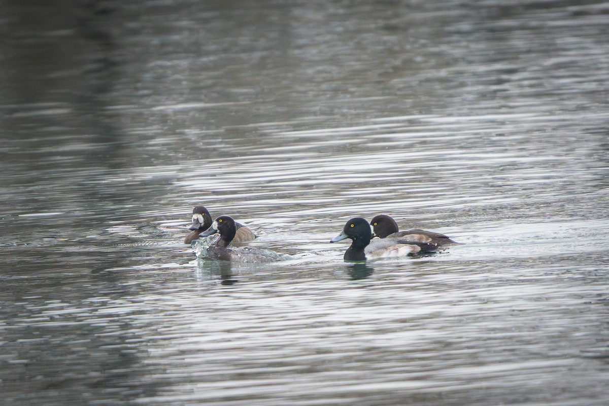 Greater Scaup - ML647670293