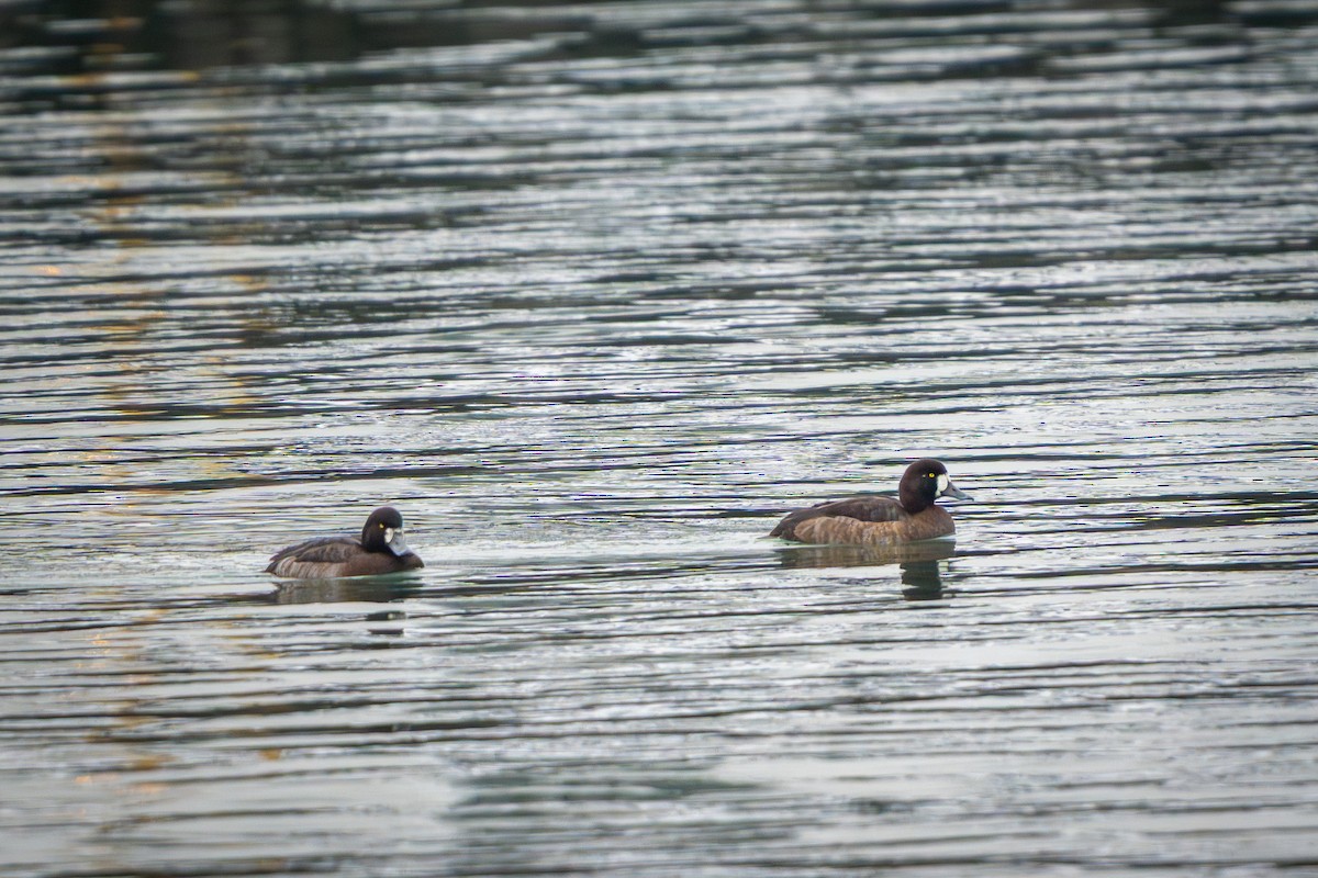 Greater Scaup - ML647670294