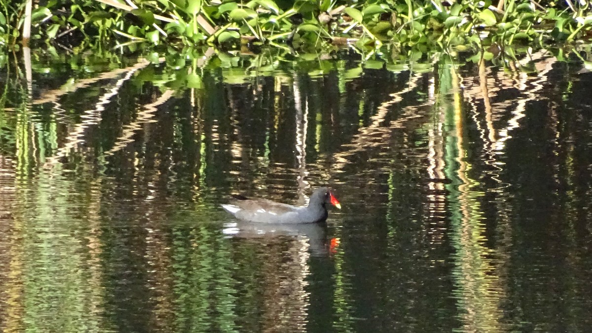 Common Gallinule - ML647670295