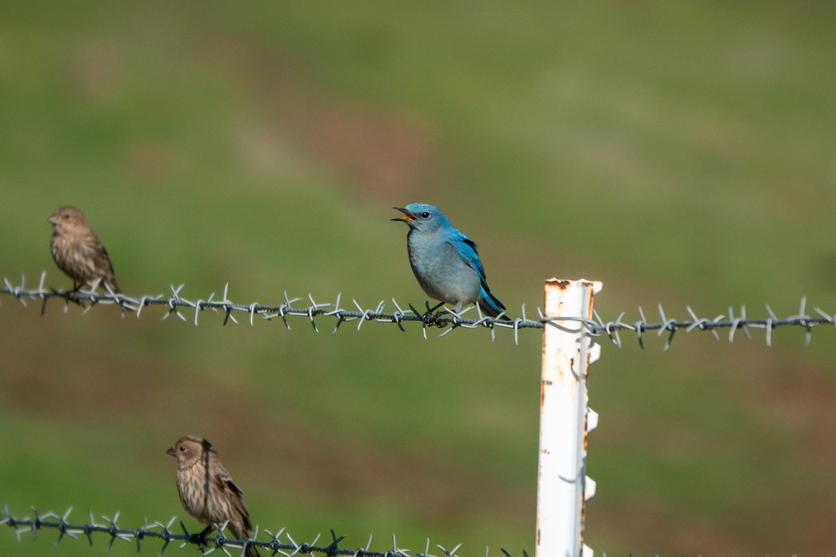Mountain Bluebird - ML647670296