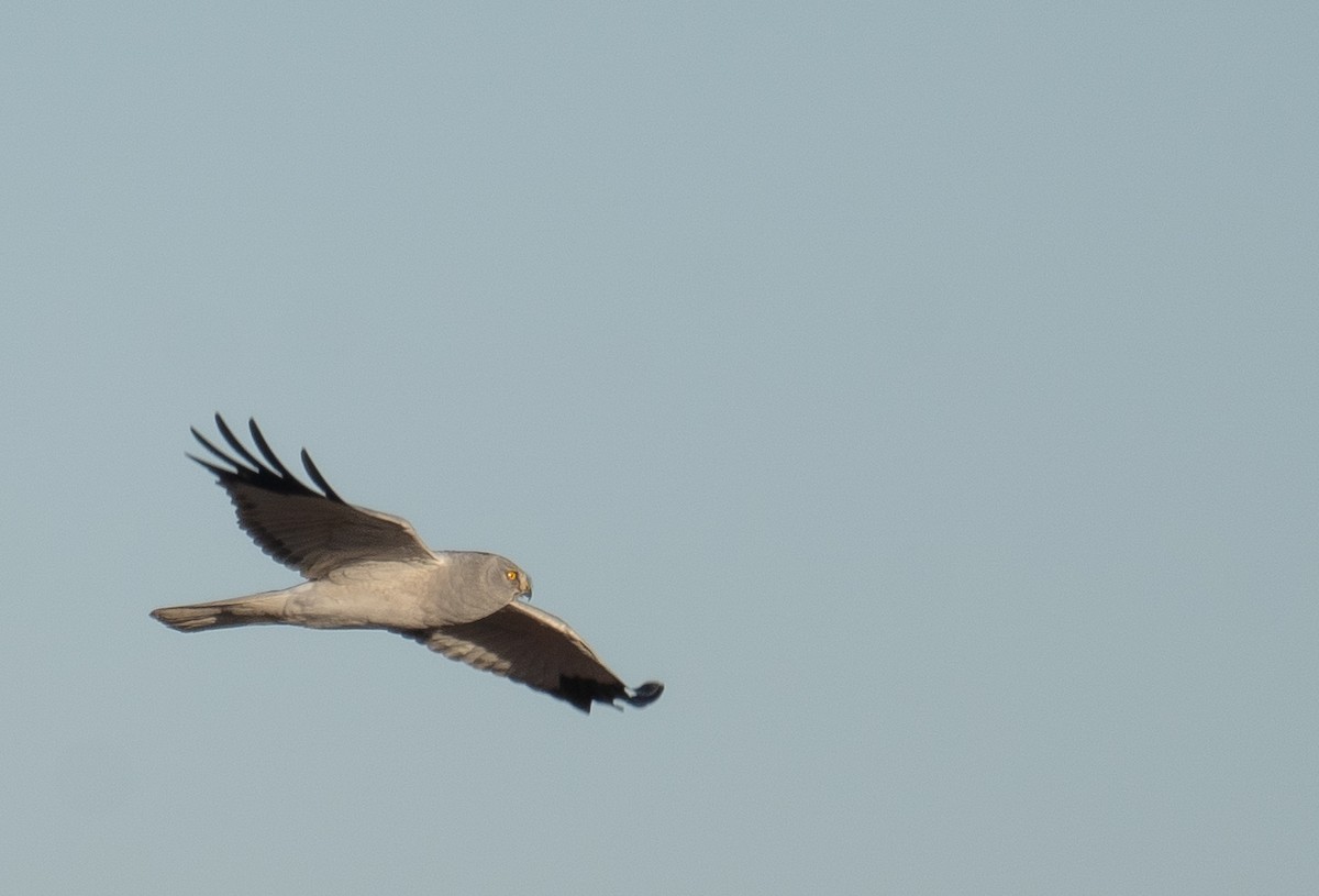 Hen Harrier - ML647670298