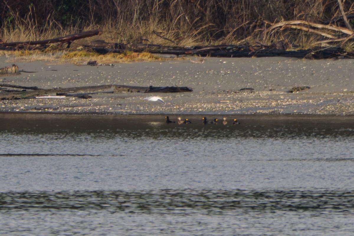 Black Scoter - ML647670299