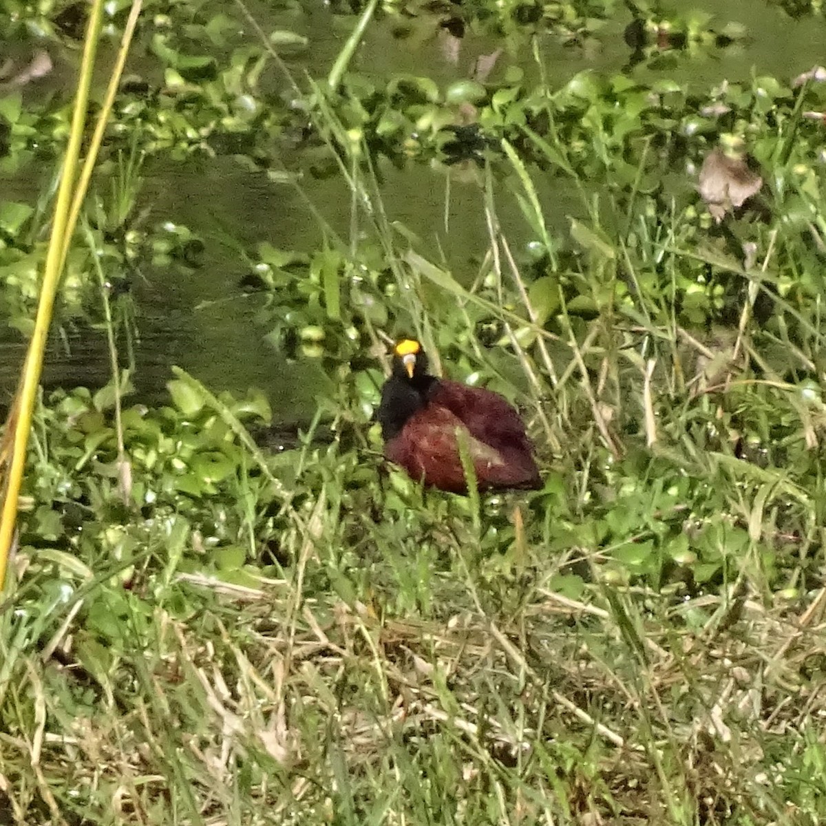 Northern Jacana - ML647670300