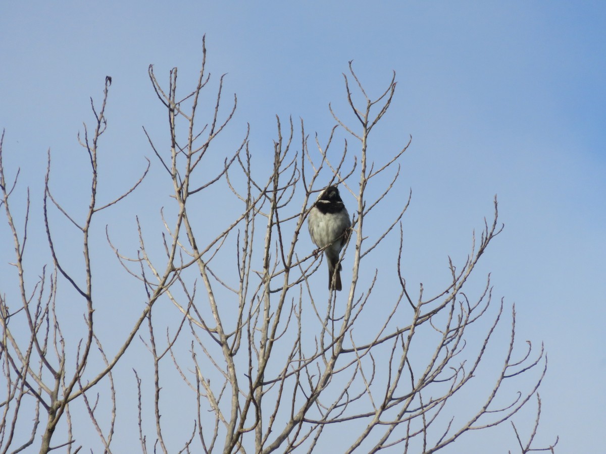 Cape Sparrow - ML647670301