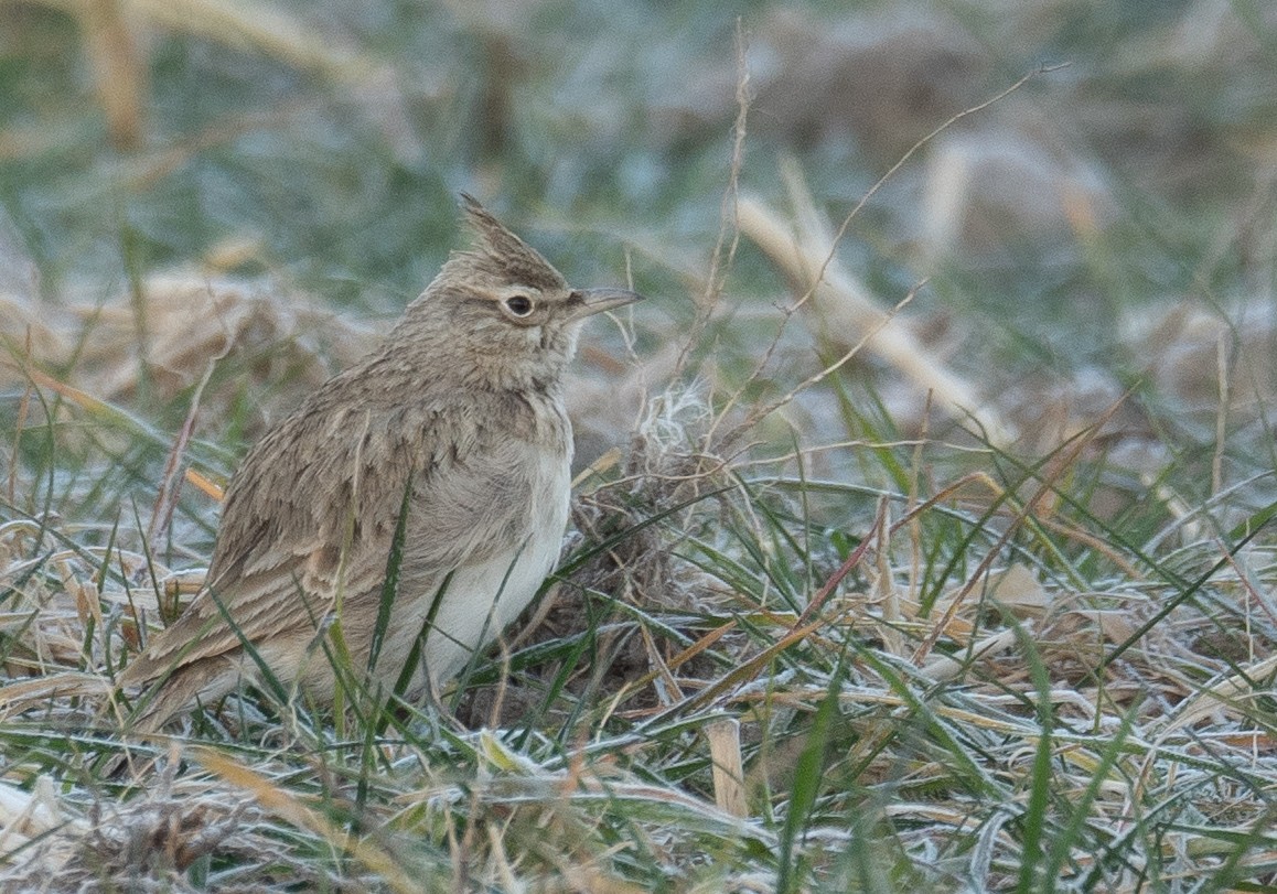 Crested Lark - ML647670302
