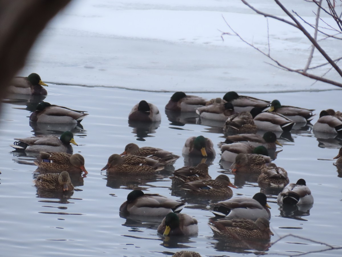 Mallard - ML647670303