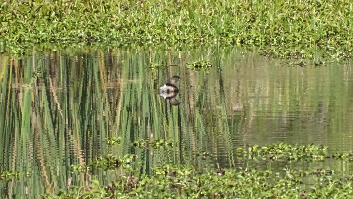 Pied-billed Grebe - ML647670304